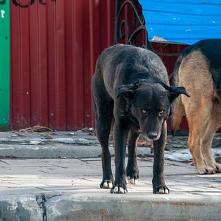 Еще в одном российском регионе захотели разрешить усыплять бродячих собак