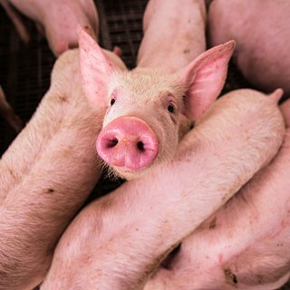 Почку свиньи впервые в истории успешно пересадили человеку