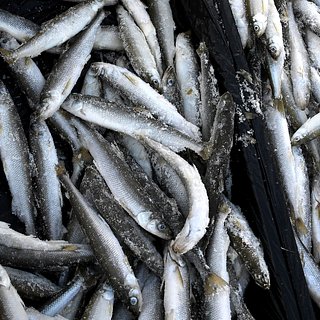Россия нарастила ввоз рыбы и морепродуктов