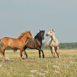 Россиянам рассказали о возможности завести коня на даче