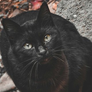 На Сахалине заметили самостоятельно проверяющего здоровье бездомного кота